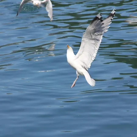Dom wakacyjny Fjordhytte-5 Hardanger-region, Zwischen Odda Und Rosendal *