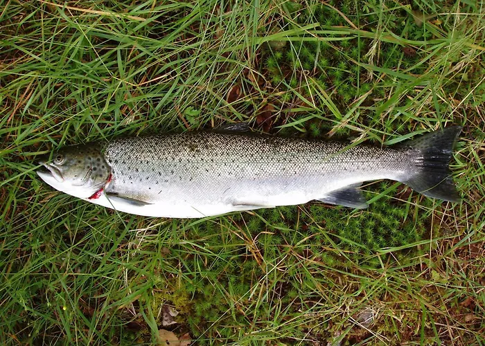 Fjordhytte-5 Hardanger-region, Zwischen Odda Und Rosendal