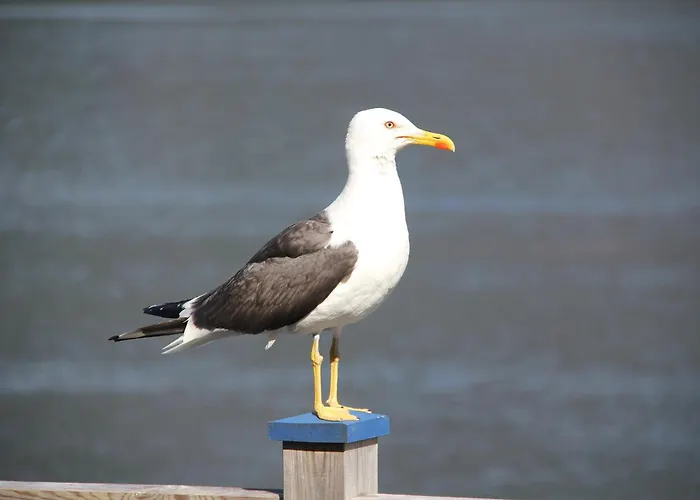 Fjordhytte-5 Hardanger-region, Zwischen Odda Und Rosendal *
