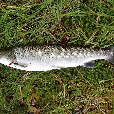 Fjordhytte-5 Hardanger-region, Zwischen Odda Und Rosendal