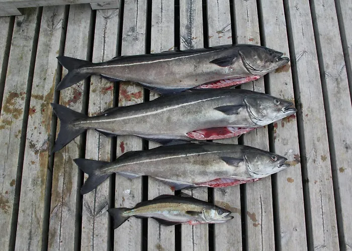 Fjordhytte-5 Hardanger-region, Zwischen Odda Und Rosendal *